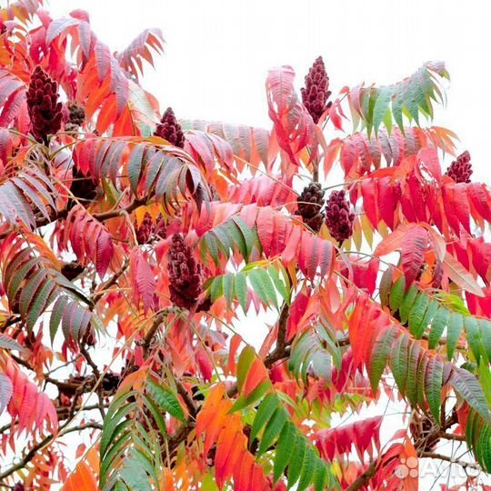 Растения для сада