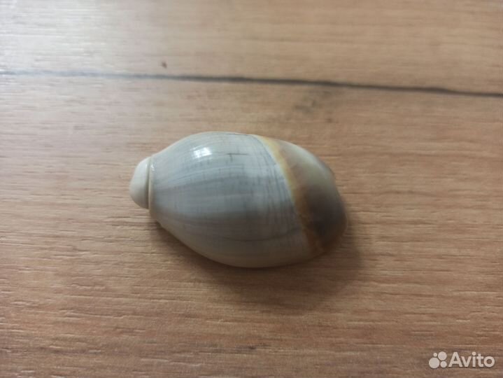 Морская раковина