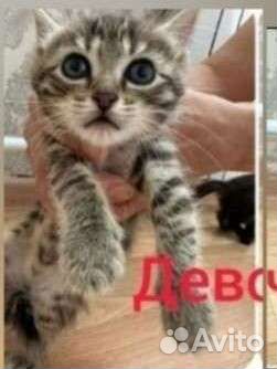 Котенок в добрые руки