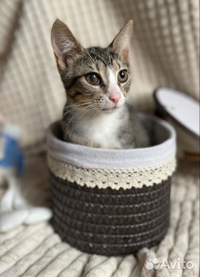 Котята в добрые руки бесплатно