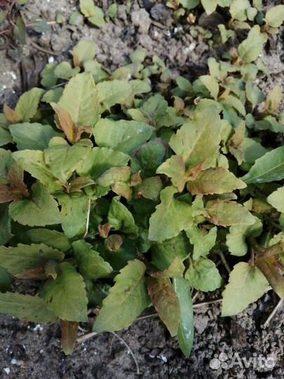 Манарда, флоксы, ромашки, лилейники, нарцисы, хри