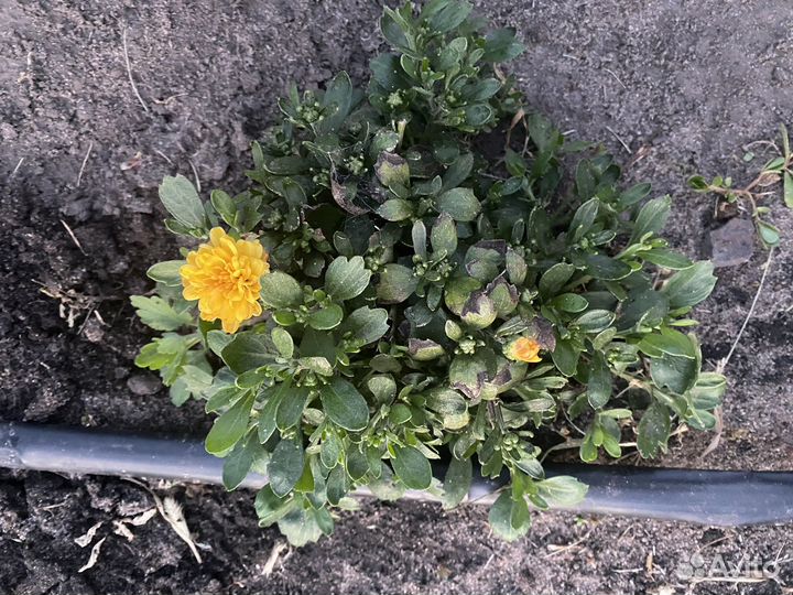 Хризантема шаровидная мультифлора