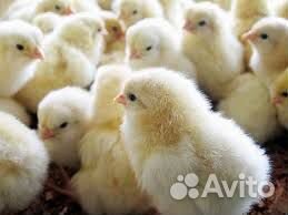 Бройлер кобб 500 Словакия