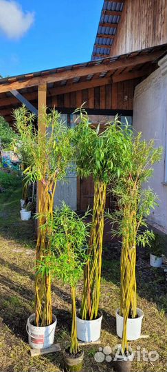 Ивовые пальмы