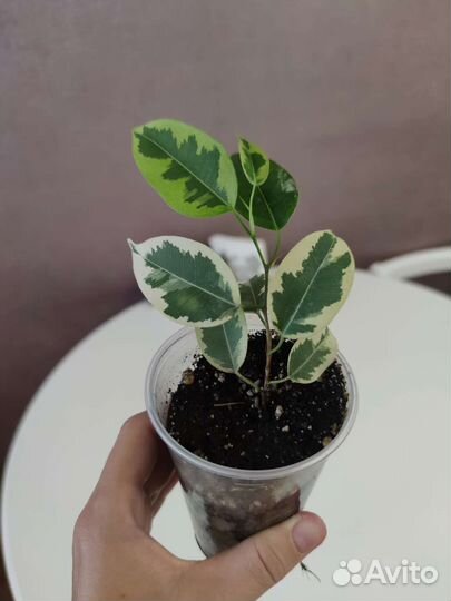 Фикус укорененные черенки