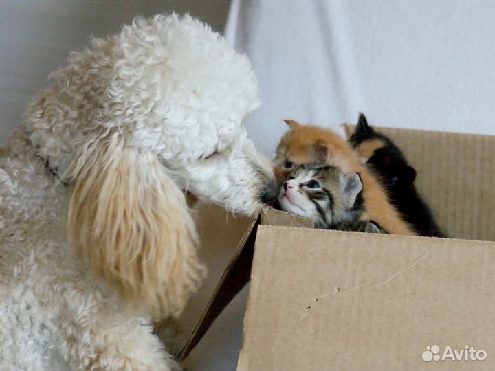 Котята 5 недель