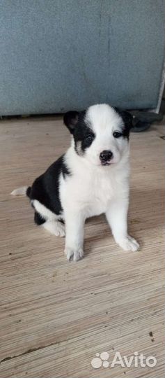 Собаки щенки лайки