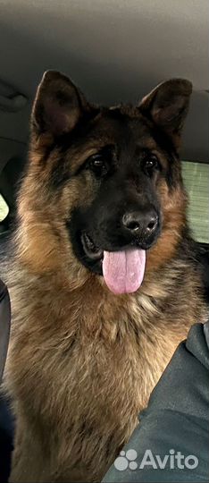 Немецкая овчарка