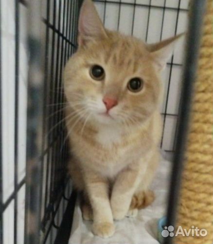 Кот Персик в дар. Доставка