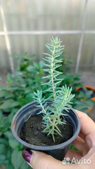 Почвопокровники неприхотливые рассада