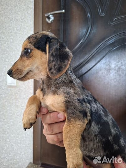 Щенки таксы