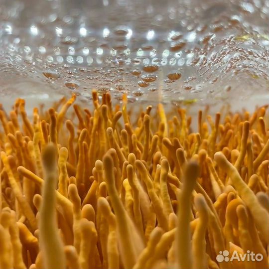 Кордицепс милитарис