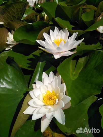 Лилия нимфея