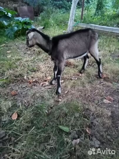 Козлята 4,5-5 месяцев