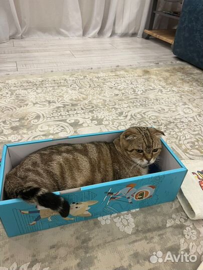 Шотландская вислоухая кошка бесплатно