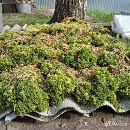 Мох сфагнум живой