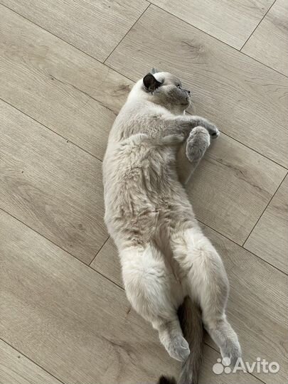 Продам кошку