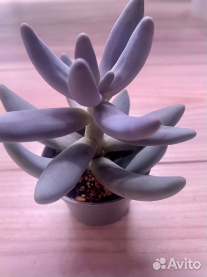 Пахифитум (разные)