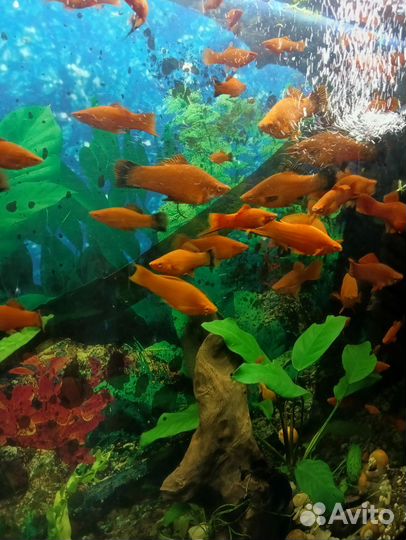 Аквариумные рыбки меченосцы