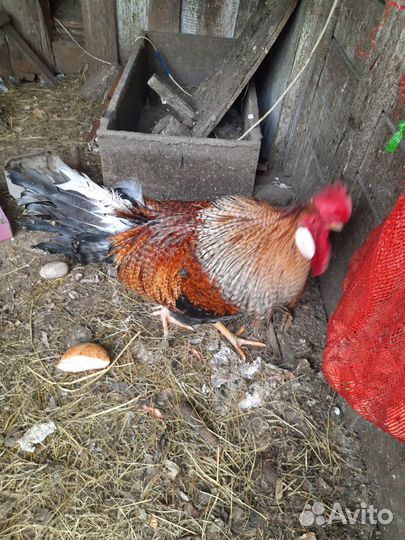 Петух,хозяин двора,в рязани