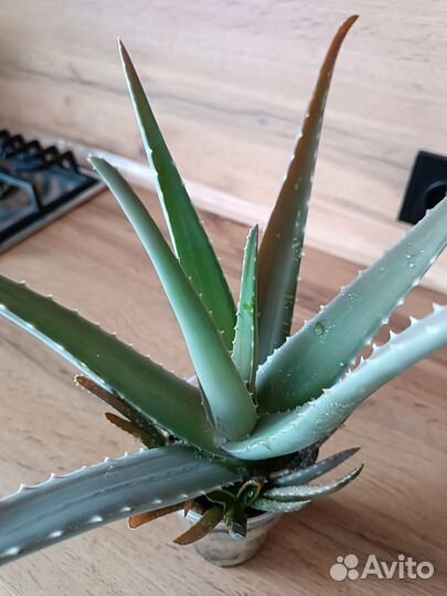 Алоэ лечебный