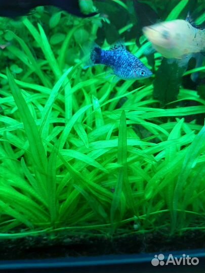 Аквариумные растения