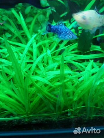 Аквариумные растения