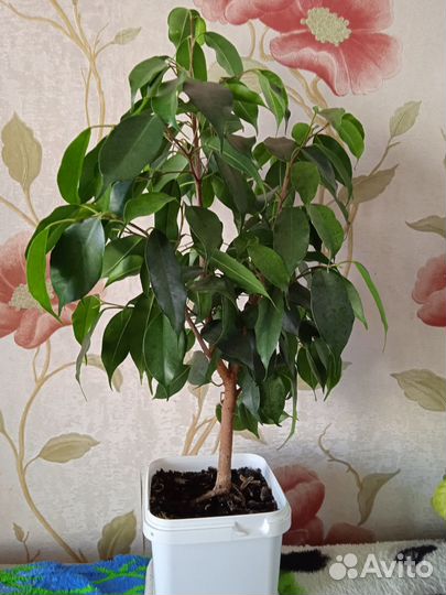 Бенджамина