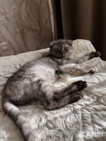 Девочка вислоушка