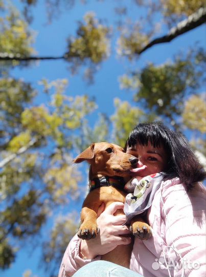 Вязка кобель такса