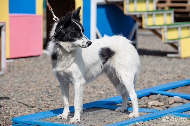 Забава Собака