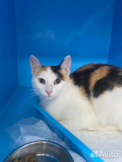 Нежная кошечка Масяня после операции ждёт улица