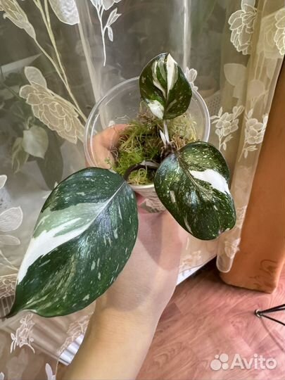 Филодендроны ред эмеральд, вайт кнайт