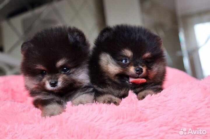 Померанский Шпиц, девочки