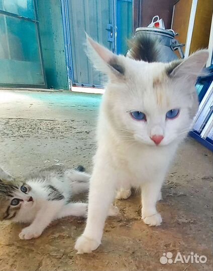 Кошки в добрые руки