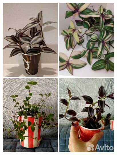 Букет традесканций