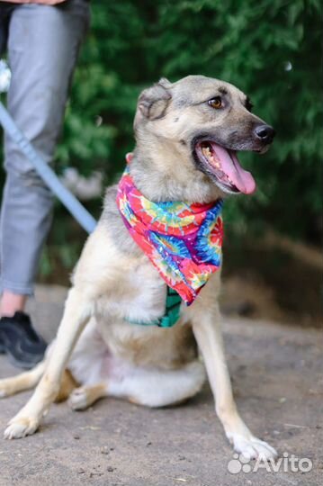 Октавия-молоденькая и добрая собаченька ищет дом