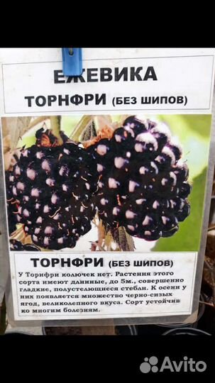 Саженец Ежевика Торнфри