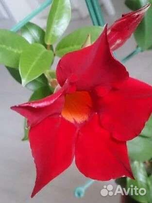 Дипладения (мандевилла)