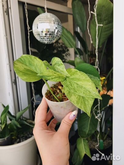 Эпипремнумы