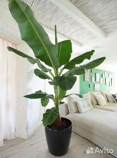 Банановая пальма тропикана