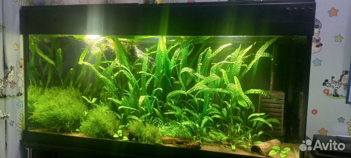 Аквариум травник 300 литров