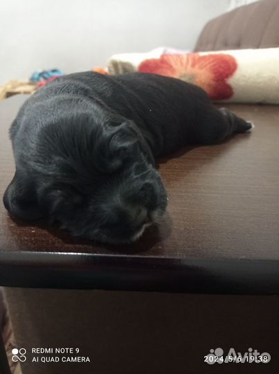 Продаются щенки кокер-спаниеля