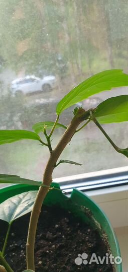 Гибискус черенки, роза