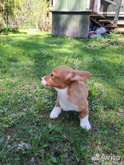 Вельш-корги кардиган