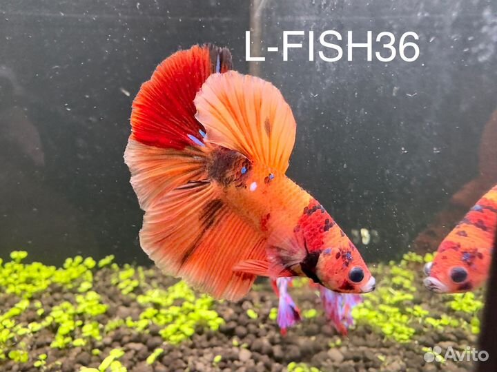 Петушки супер дельта (самцы и самочки) и не только