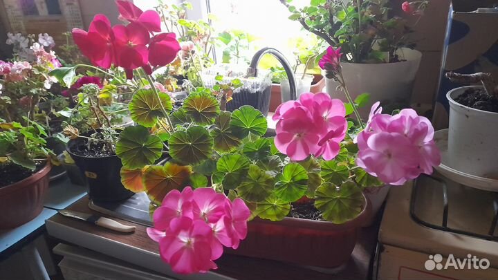 Пеларгония герань
