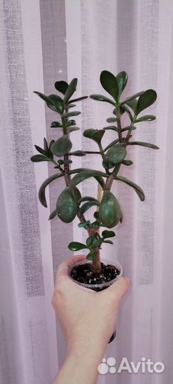 Крассула толстянка