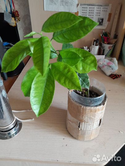 Лимон плодоносящий