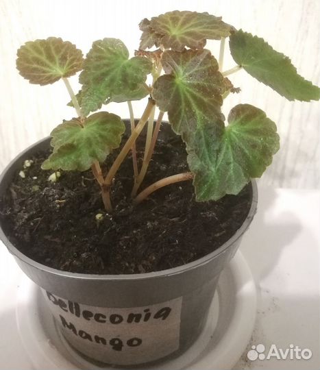 Бегонии Беллеконии